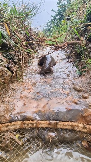 fishing in rainy season #reels #fish #fishinglife #fishingtime | Alaska Fishing
