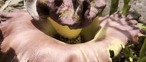 「ポランフラワーまたはスウェッグの花(Amorphophallus paeoniifolius)。 この植物は巨大な死体花(Amorphophallus titanum)と密接に関係しています。」の動画素材（ロイヤリティフリー）3959568565 | Shutterstock