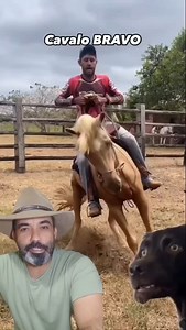Cavalo bravo | 7Agro7