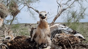 Chicks Bird Prey Buzzard Nest Stock Footage Video (100% Royalty-free) 3814065901 | Shutterstock