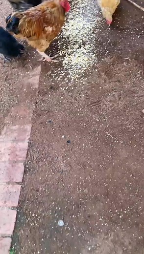 Hardbody yummy yummy #reelsfypシ #farming #humor #foodlover #crazy #love | Bhachura Renyika