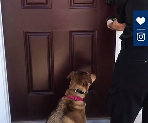 16K views · 66 reactions | Move-in day is exciting for everyone! Especially this little guy. Thanks for sharing @brittizzy_wood! | Ryan Homes | Facebook