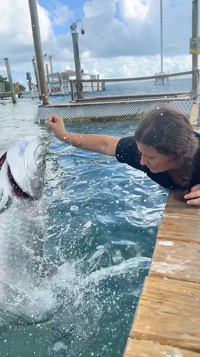 When you feel lucky 😂🤣 Giant Tarpon jumping • • • #florida #wild #adventure #reelsinstagram #fish #tarpon #jumping #fun #animals #wildlife | The Reptile Zoo