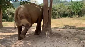 34K views · 151 shares | Spa and mud bath over, now for a good exfoliate.  #Samuielephanthaven #Elephantsanctuary #Rescueelephant #Kohsamui #Thailand #Thaielephants #Savetheelephant #rescue #Visitthailand #Ecotourism #Family #Friends #love #Thaielephant #Help #Animallovers #Savingthehaven #wildlife | Samui Elephant Haven | Facebook