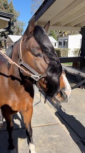 What does a ponytail look like on the front of a pony? Introducing the foretail! We are all about horsey positivity and humor! If you want more of our horse world, check out my wife’s account too @donadt_dressage ❤️ #horsesandhumor #piperthepony #horse #pony #ponytail #foretail #equestrian | Evan’s Horses & Humor