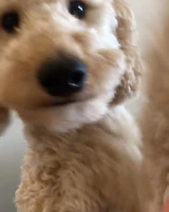 Hi5 @harlows.adventures | James Hsu