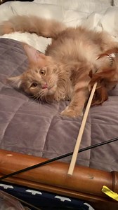 Apollo. My love! | The Magnificats