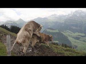Girl cows gone wild in Wirzweli Switzerland