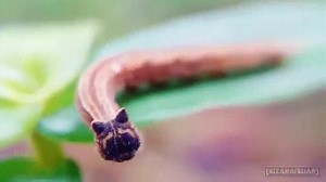 The CATerpillar, la chenille (Chanille ? ) du papillon Mycalesis perseoides Crédits : Toma Yanev #science #nature #naturelovers #Animaux #animals #insects | Big Bang Science