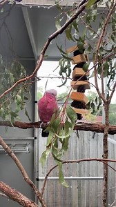 2.2K views · 52 reactions | Charlie rocking the afternoon shower  | Parrot Paradise Australia | Facebook