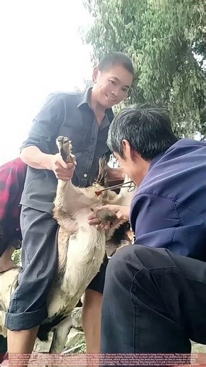 Pre-Castration Care : Disinfecting a Ram Safely