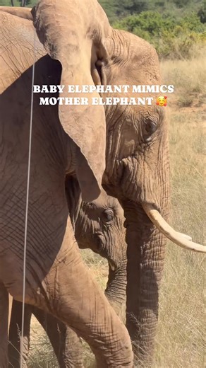 2.8K views · 42 reactions | Baby elephant mimics mother elephant 殺...