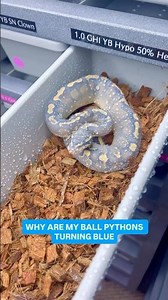 Why are my Ball Pythons turning blue😍🔥🐍