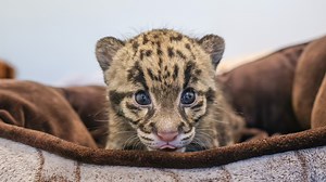Nashville Zoo welcomes clouded leopard cub