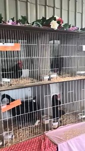 2K views · 22 reactions | Peter Cliff and his wife have been bringing a selection of poultry from their Seaham property to the Newcastle Show for a decade. They have 50 different breeds and around 1500 birds. | ABC Newcastle | Facebook