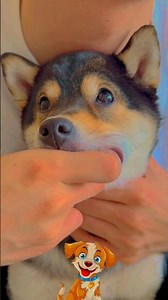 juste a cause de la nourriture il peut te trahir 😁 #chien #animaux #amis #mignon #viralvideo