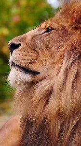 31 reactions | #selfish #lion #king #status #attitude #viral #trending #viralvideos | Gym Workout Fitness Bodybuilding | Facebook