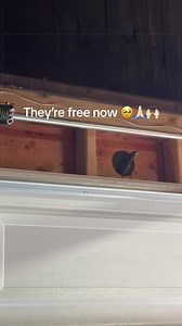 I saw that their entry hole had been sealed over when our carpenter was fixing up the garage, and they had no way out 😭 thinking of the mom and her babies slowly starving to 💀 was heartbreaking 💔 but they’re out now and free to live ❤️‍🩹 #birdtok #bird #birds #birdsoftiktok #animalrescuestory