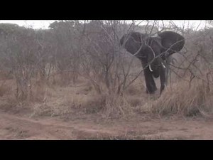 Wild Encounters - 200 meter Elephant Charge
