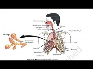 Human respiratory system | Class 10 | CBSE Boards | NCERT | Life processes | Biology |