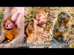 Please bring some food to these poor monkeys, their injuries are so bad.