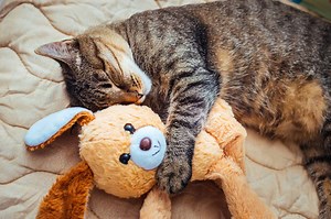 Dreams or Nightmares: 5 Reasons Your Cat Is Twitching While They Sleep