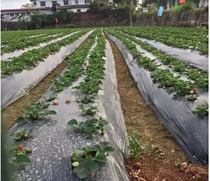 [Hot Item] Silver Black Mulch Film Greenhouse Film Stretch Film