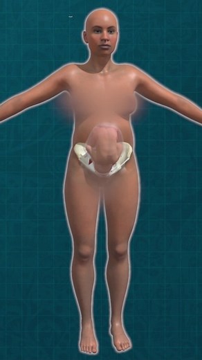 38 Week Fetus & Pregnant Woman 3D Anatomy: Baby Development Inside Tummy