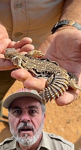 This was an incredible adventure as I explore the deserts of Saudi Arabia in search of wildlife! 🌞🐊 From elusive reptiles to hidden creatures, the Arabian sands are full of surprises for those willing to look. With every step, I’m uncovering the beauty and mystery of the desert’s unique ecosystem. • • • • #explore #herping #saudi #travel #herp #wildlife #desert #cool #video #moments #wild #wildlife #eploring #adventure #beautiful #amazing #animals #wow #nature #video #moment #animal #animallov