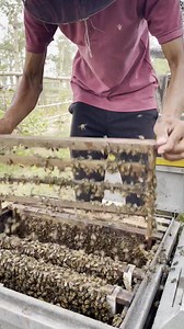 3.1K views · 62 reactions | Prepare to create a bee queen  | Phary BeeKeeper | Facebook