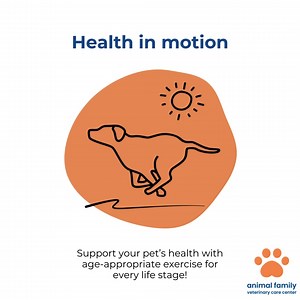 Not all exercise is created equal! 🏋️Inappropriate or excessive exercise can harm your pet’s joints, worsen painful arthritis🔥, or lead to heatstroke, orthopedic injuries, or other serious conditions. Exercise responsibly: Talk to your veterinarian about your pet’s daily routine during every wellness visit to ensure your chosen activities and their duration and frequency are appropriate and safe for your pet’s health, body condition, and life stage! | Animal Family Veterinary Care Center