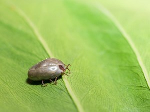 Invasive Tick Species Rapidly Spreading In NJ: What To Know