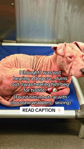 Rescuing a Dog from Chocolate Toxicity and Heatstroke