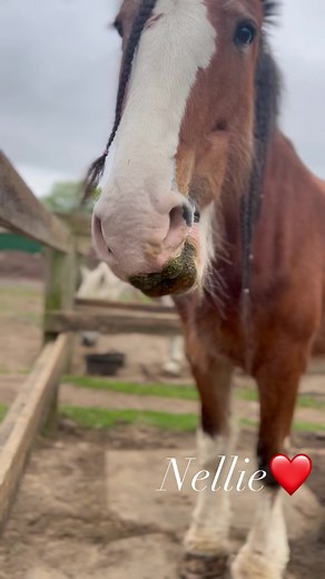 How beautiful is our Nellie👀💕💕💕 #clydesdales #marelover #drafthorse #maresrule #horseloverforever | Connecticut Draft Horse Rescue