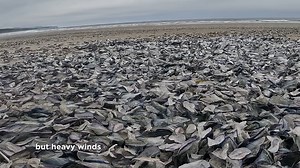 14K views · 133 reactions | Velella velella--it sounds so nice you...