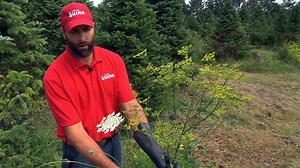 1.9K views · 11 reactions | Coming in contact with wild parsnip can...