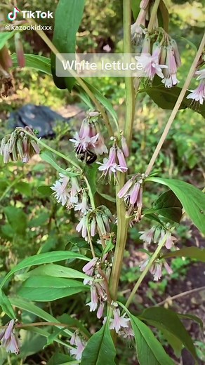 A beautiful flower and variously shaped leaves make white lettuce a fun plant to grow in shady areas. Deer will browse this very readily though. #ecology #nativeplants #fyp