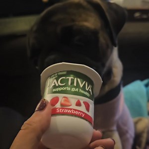 Yum! Mommy said that sister Emma loved yogurt so she was curious if I would too. Turns out I do love it! --Poppy | Emma the Pug and Zoe the Mastiff