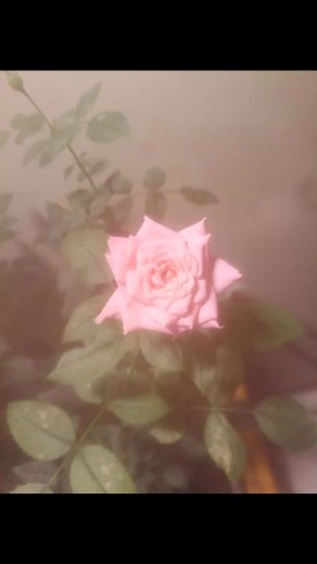 Single pink Rose 🌹 | Norton Kenny