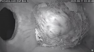 1.2K views · 27 reactions | The male red phase screech owl from our nesting pair makes an odd visits to owl box 9 a month after owlets fledge on 6/11/2023 | PixCams | Facebook