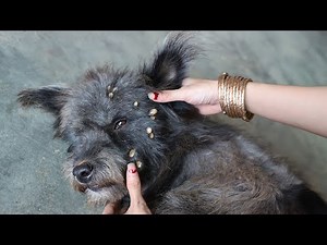 You ever see this problem on your dog - Many big ticks on the body dog