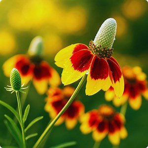 Mexikanische Hutsamen 400 Stück - Ratibida Columnifera Prairie Coneflower - Etsy.de