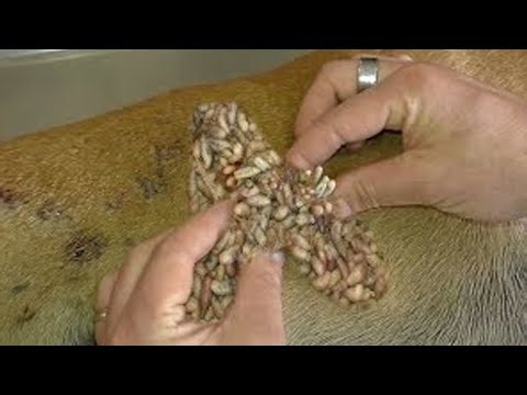 #Animalrescue Mangoworm Removal Compilation, Vet Treat To Dog From Worm