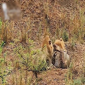 6.6K views · 115 reactions | the power of male lionsthe power of male lions | Soul | Facebook