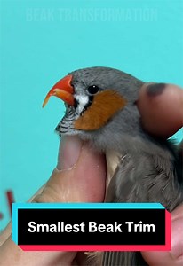 Smallest Beak Trim: Zebra Finch Beak Transformation