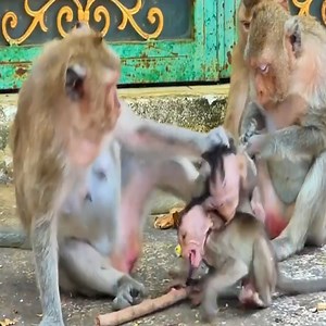 2.4K views · 54 reactions | Poorest baby monkeys was tan-trum why is sweet love #babycry | Avata Monkey II | Facebook