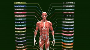 Muscle system in human body - Muscular system - Buy Royalty Free 3D model by srikanthsamba