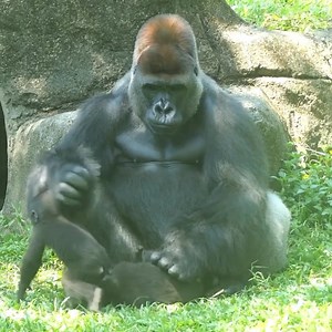 Gorilla love 😘🦍🦍❤️ #babyanimals #animationdrawing #gorillalovers #gorilla #gorillas | Gorilla Video&photo