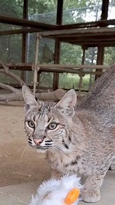 Ever watchful and alert, Pixiee the bobcat surveys her kingdom at PrideRock. 🐾 📸 Photo By PRWR Volunteer, Renee #bobcat #bobcatrescue #bobcatlife #animalrescue #priderock #texas | PrideRock Wildlife Refuge