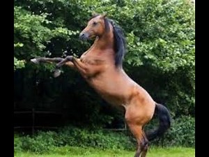 Cicciolina e il cavallo